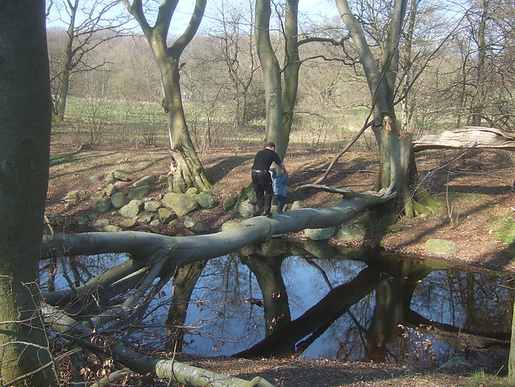 Skovs� v�ltet tr� Toke sigurd