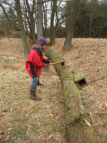 -1347_1_FridaOekseTraestamme