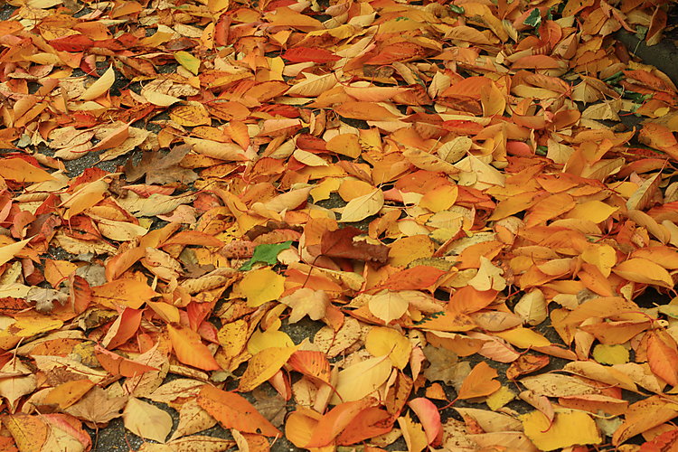 -1038_3_Efteraarsblade