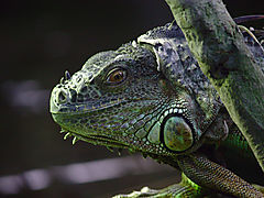 -1109_4_GroenLeguan_Iguana_iguana_E
