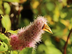 -1710_2_Blomsterfugl