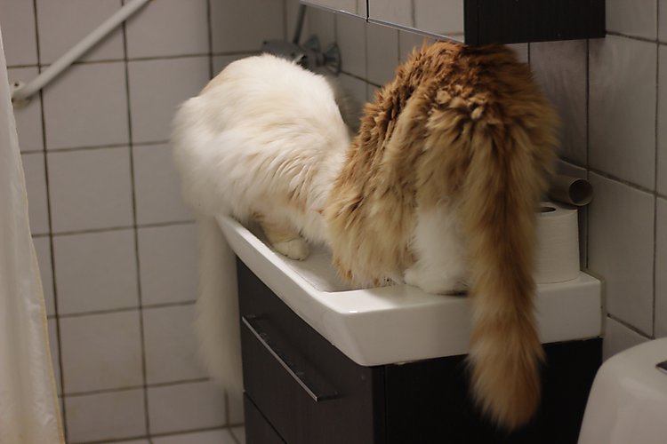 -2139_EigilStofferVask